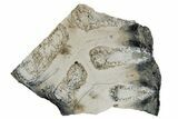 Mammoth Molar Slice with Case - South Carolina #180538-1